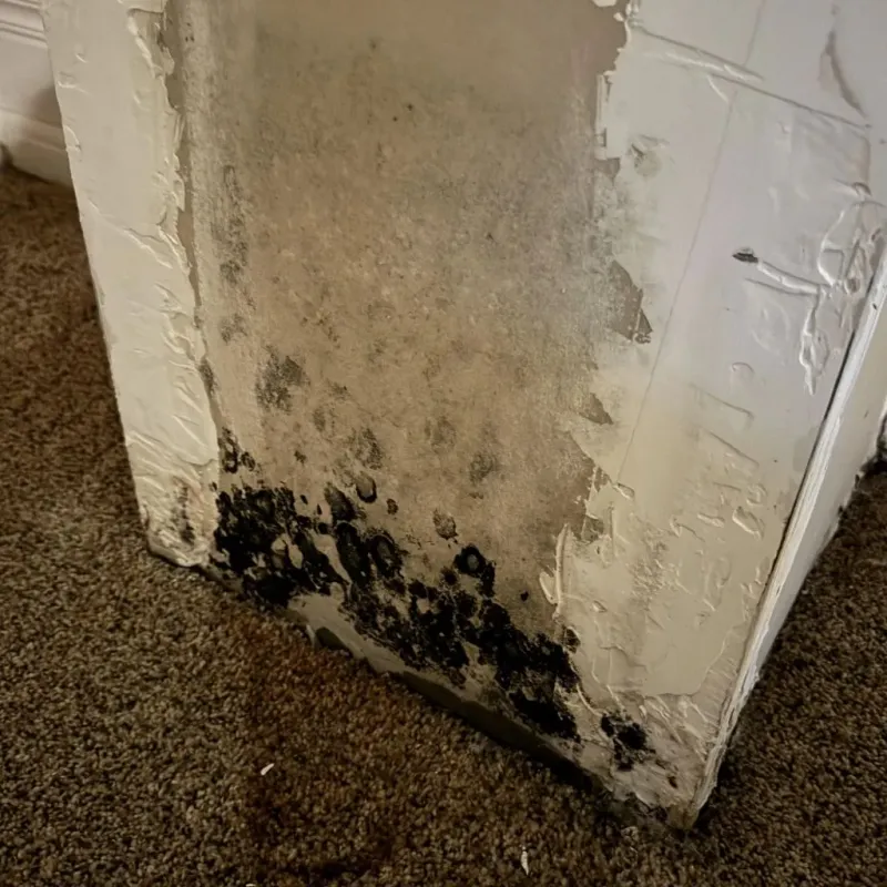 Professional Mold Removal in Vineyard, CA